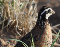 AgriLife Extension Statewide Quail Symposium set for Aug. 16-18 in Abilene