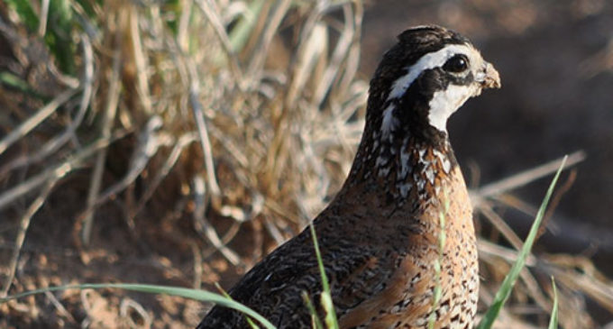 AgriLife Extension Statewide Quail Symposium set for Aug. 16-18 in Abilene