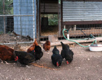Backyard poultry producers should be wary of high temperatures