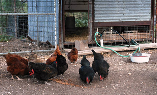 Backyard poultry producers should be wary of high temperatures