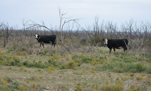 Cattle Trails Cow-Calf Conference set for Dec. 1 in Wichita Falls