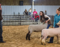 Seventeen students show sheep at SCJLS