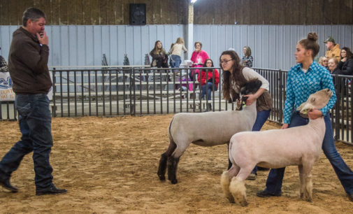 Seventeen students show sheep at SCJLS