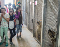 City of Breckenridge considers closing Senior Citizens Center, Animal Shelter in June