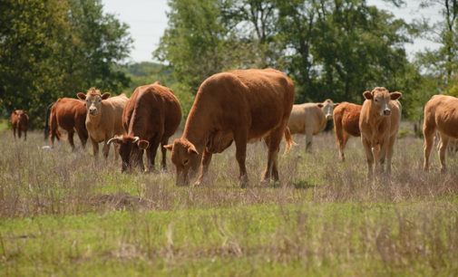 Local ranchers, farmers identify biggest conservation resource concerns for USDA
