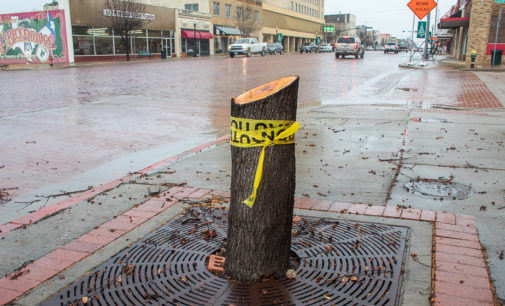 City removes trees in sidewalks along Walker Street