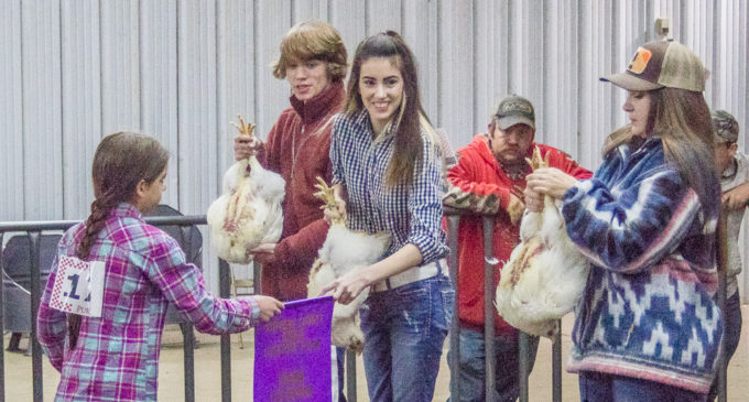 Rianna Maynard, Hannah Moreno show top two pens of poultry