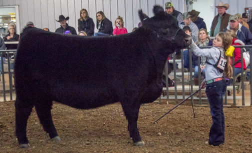Annual Stephens County Junior Livestock Show slated for Jan. 9-11