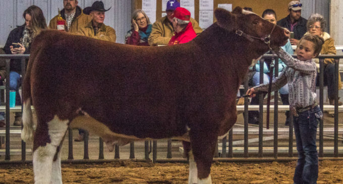 Annual Livestock Show to kickoff Thursday