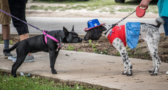 Pet Parade showcases Breckenridge’s best dogs