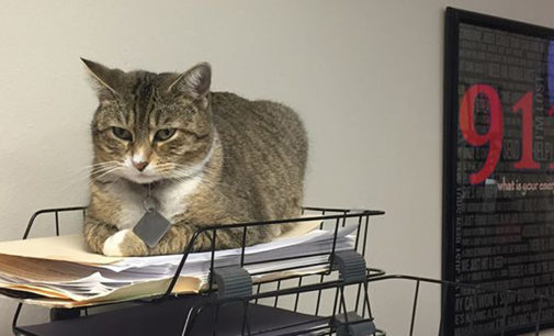 Tammy the Cat is missing from the Breckenridge Police Department