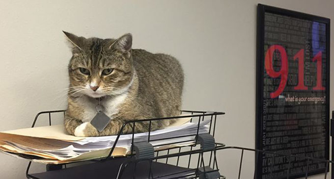 Tammy the Cat is missing from the Breckenridge Police Department