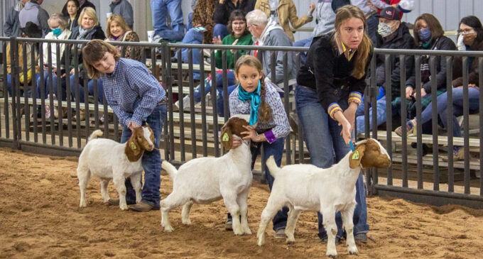 SCJLS: Top honors in Goat Division go to Olyvia Perez, Addison Duncan and Caroline Turner