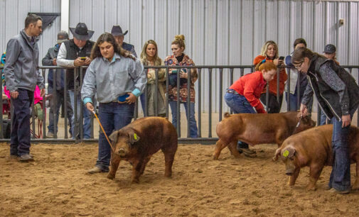 SCJLS: Addison Duncan, Caiden Gonzales take home top Swine Division awards
