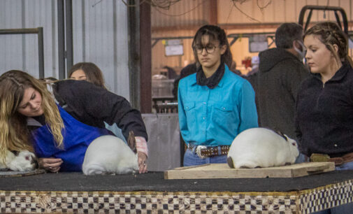 SCJLS: Kayla Wood, Magdalynn Paul, Cabel Perkins take top honors in Rabbit Division