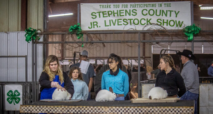 Stephens County Junior Livestock Show kicks off with Rabbit Show, continues today