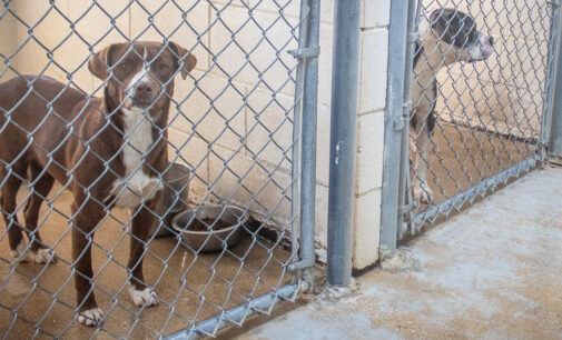 Criminal investigation underway after malnourished dogs removed from city’s animal facility and one death