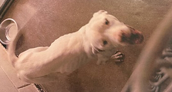 Animal shelter dog neglect case sent back to Police Department for additional information