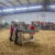 Stephens County Junior Livestock Show-2023: Thursday