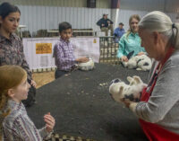 Annual livestock show opens with rabbit judging, continues today and Saturday