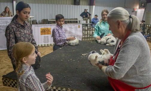Annual livestock show opens with rabbit judging, continues today and Saturday
