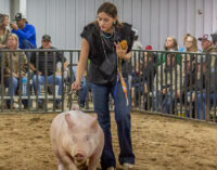 SCJLS 2023: Addison Duncan takes home top three Swine Division awards