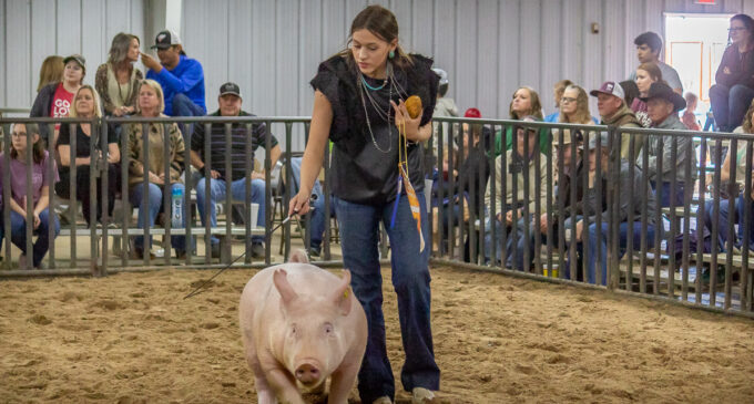 SCJLS 2023: Addison Duncan takes home top three Swine Division awards