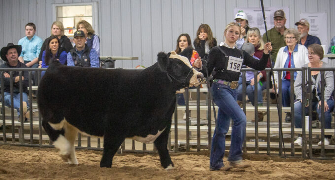 SCJLS 2023: Providence Ezell, Kadynce Kennedy earn top awards in Cattle Division