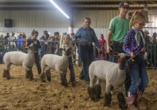 Stephens County Junior Livestock Show-2023: Friday