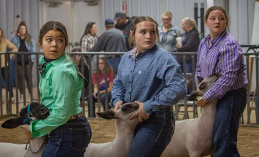 SCJLS 2023: Jackson, Nowak and Blackman garner top awards in Sheep Division