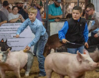 Annual Stephens County Junior Livestock Show highlights showmanship, as well as animals and ag projects