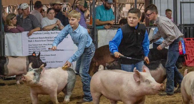 Annual Stephens County Junior Livestock Show highlights showmanship, as well as animals and ag projects