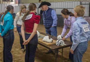 Stephens County Junior Livestock Show-2023: Saturday