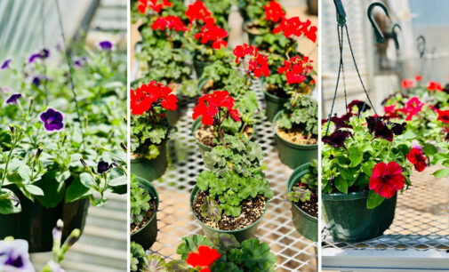 Stephens County Extension Service to hold plant sale on Friday, May 12