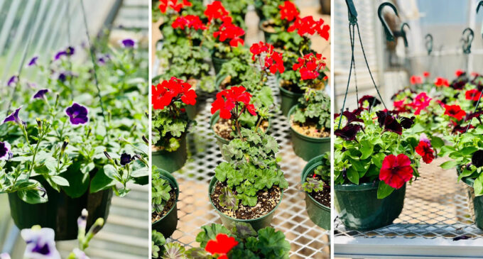 Stephens County Extension Service to hold plant sale on Friday, May 12