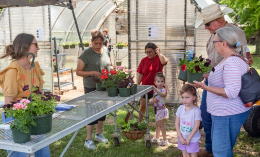 AgriLife Extension raises funds for 4-H and other projects with Mother’s Day plant sale