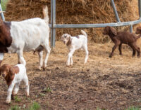 Breckenridge nanny goat surprises owners with quadruplets