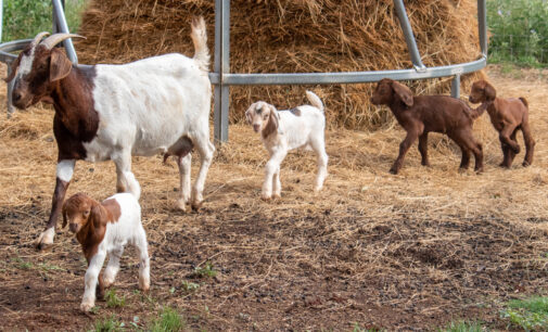 Breckenridge nanny goat surprises owners with quadruplets