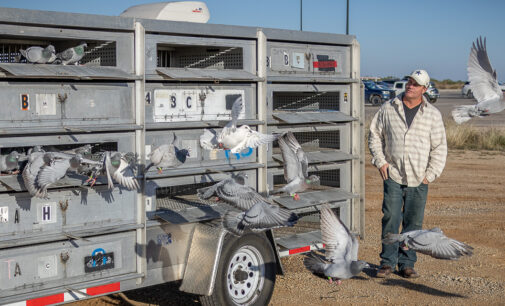 Pigeon racers fly east to DFW Metroplex area after Breckenridge start on Saturday