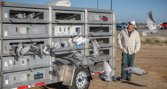 Pigeon racers fly east to DFW Metroplex area after Breckenridge start on Saturday