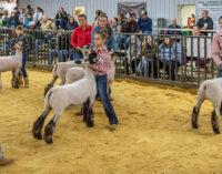 SCJLS 2024: Chloe Pugh, Miley Roberts and Cabel Perkins take top honors in Sheep Division
