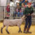 SCJLS 2024: Sheep Competition — Photos by Tony Pilkington
