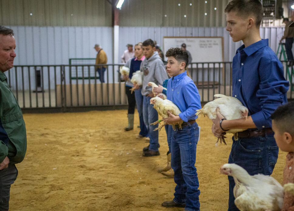 Poultry Competition 2024 in Photos Breckenridge Texan