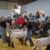 SCJLS 2024: Sheep Competition — Photos by Tony Pilkington