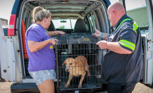 Stephens County Humane Society, City of Breckenridge dealing with dozens of dogs seized or rescued from two local sites