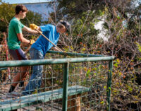 Kason Burchett works to revitalize Bird House Park for Eagle Scout Project