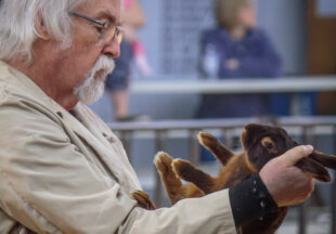 Rabbit Show kicks off 2026 Stephens County Livestock Show