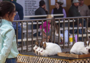 Rabbit Show kicks off 2026 Stephens County Livestock Show