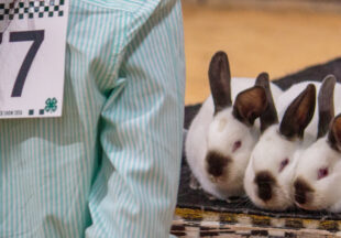 Rabbit Show kicks off 2026 Stephens County Livestock Show