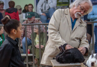 Rabbit Show kicks off 2026 Stephens County Livestock Show